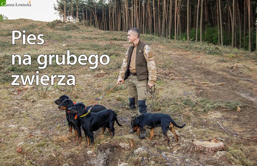 Pies na grubego zwierza