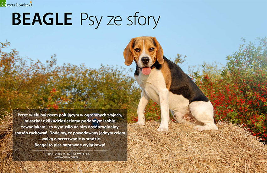 Beagle – psy ze sfory