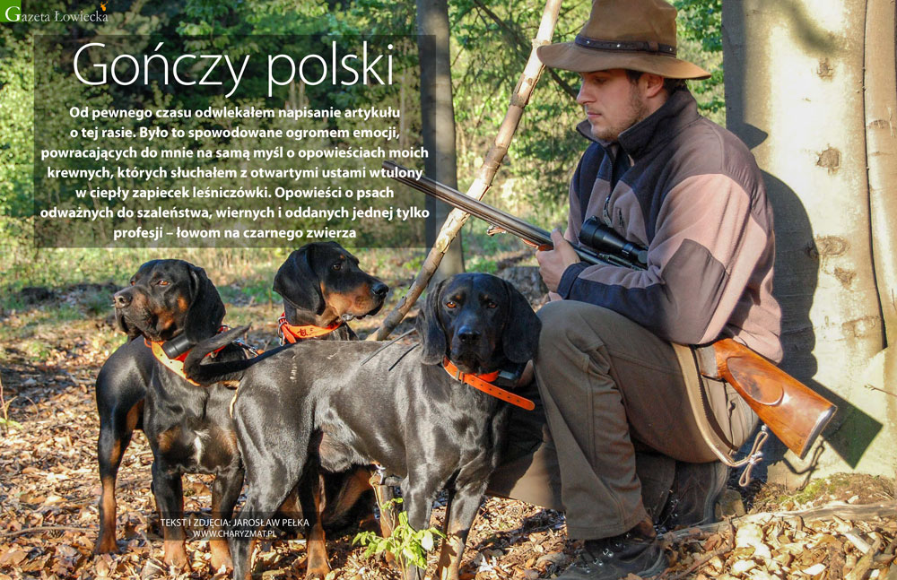 Gończy Polski – Czarna esencja łowów