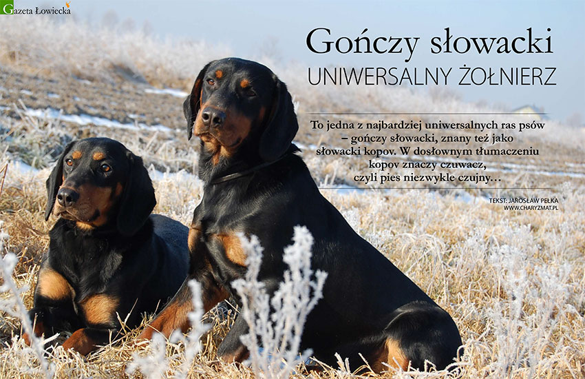 Gończy słowacki – uniwersalny żołnierz