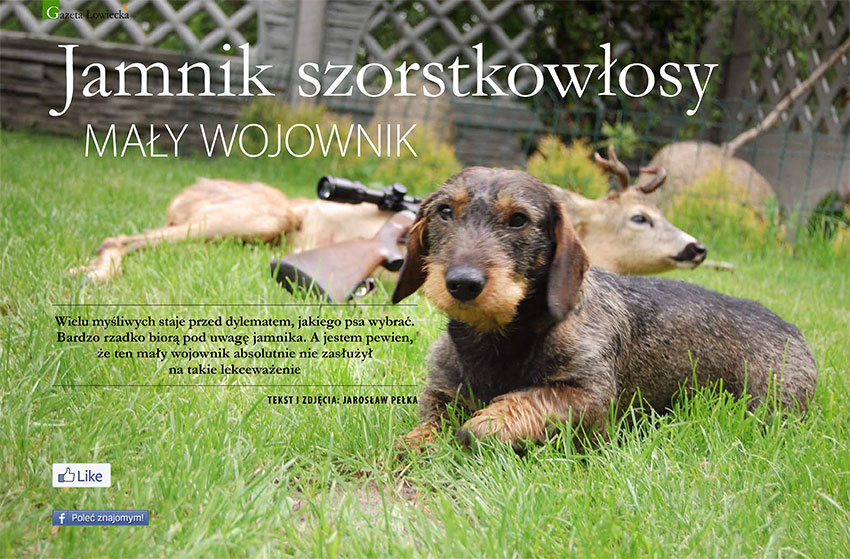 Jamnik szorstkowłosy – mały wojownik