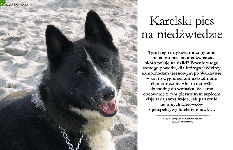 Karelski pies na niedźwiedzie