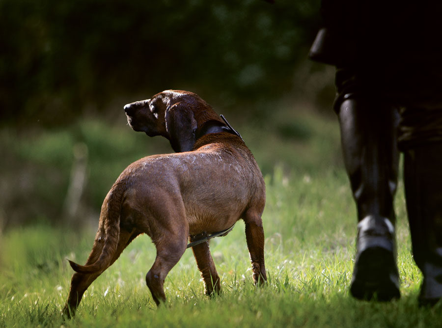 Komunikacja z psem, czyli jak być rozumianym i rozumieć
