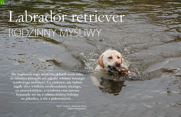 Labrador retriever – rodzinny myśliwy