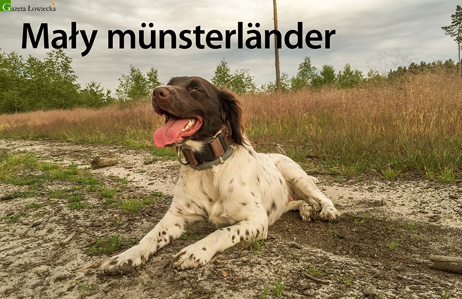 Mały münsterländer