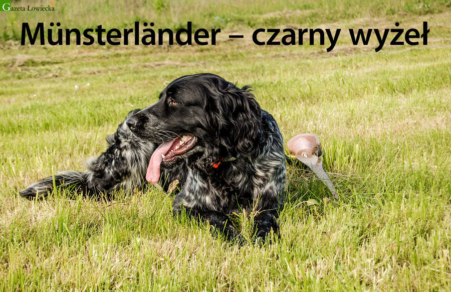 Münsterländer – czarny wyżeł