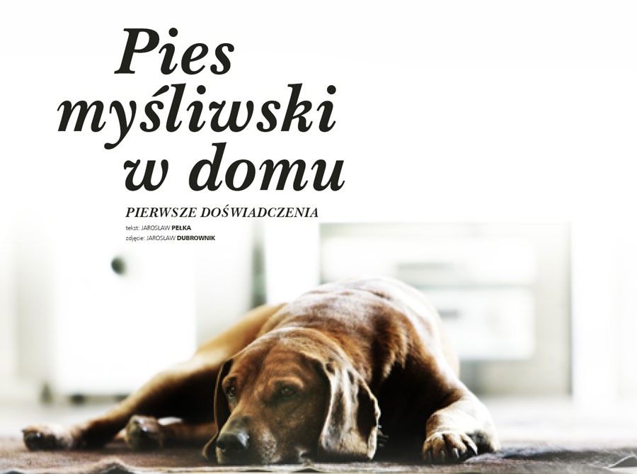 Pies myśliwski w domu – pierwsze doświadczenia