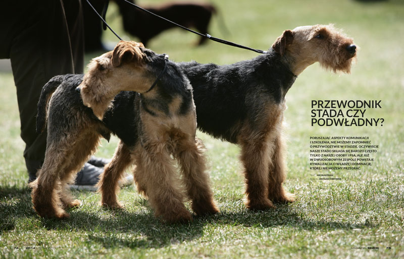 Przywódca stada czy podwładny