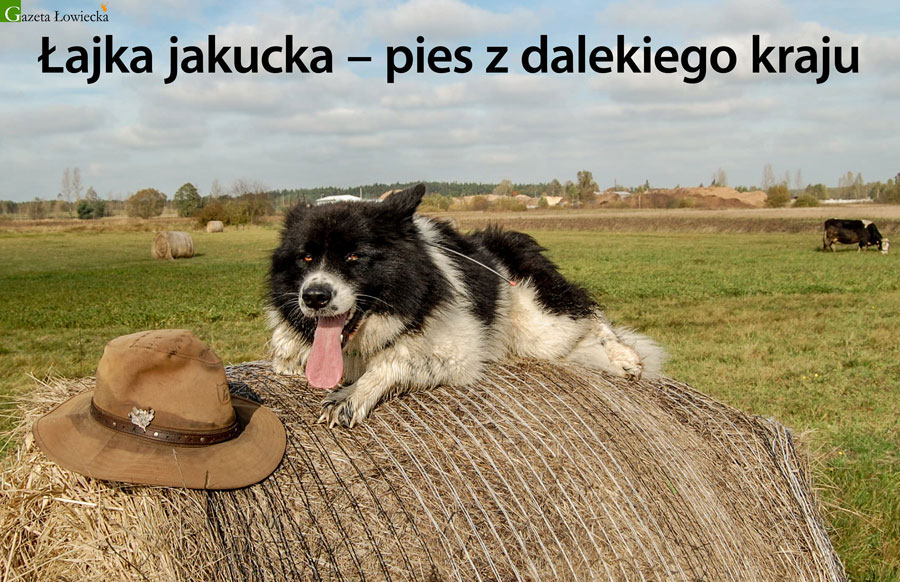 Łajka jakucka – pies z dalekiego kraju