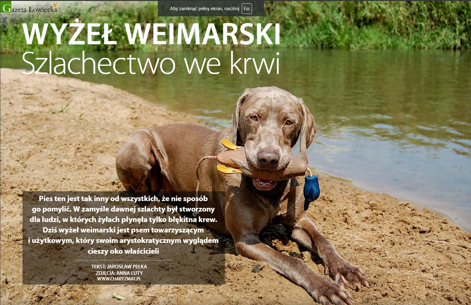 Wyżeł weimarski – szlachectwo we krwi